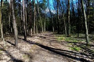 森林，小径，树木，间隔，小径，绿色，保留，放松