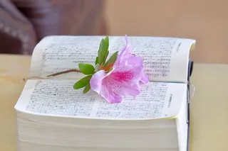 花，书，圣经，桌子，椅子，春天，出版物，开花植物