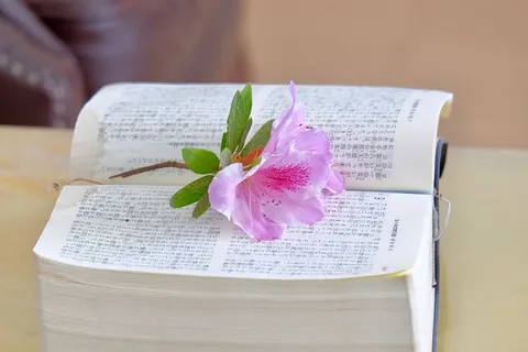 花,书,圣经,桌子,椅子,春天,出版物,开花植物 花,书,圣经,桌子,椅子,春天,出版物,开花植物