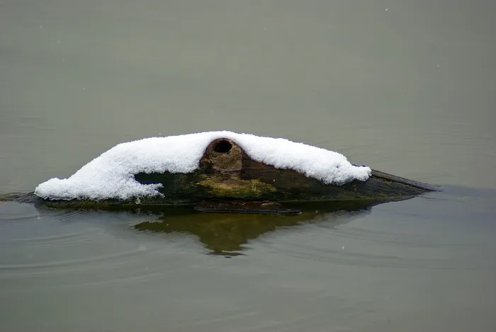 湖上浮木上的雪，雪，湖，水，冬天，自然，寒冷，白色