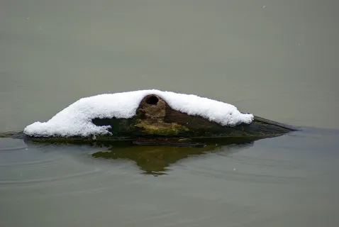 湖上浮木上的雪,雪,湖,水,冬天,自然,寒冷,白色 湖上浮木上的雪,雪,湖,水,冬天,自然,寒冷,白色