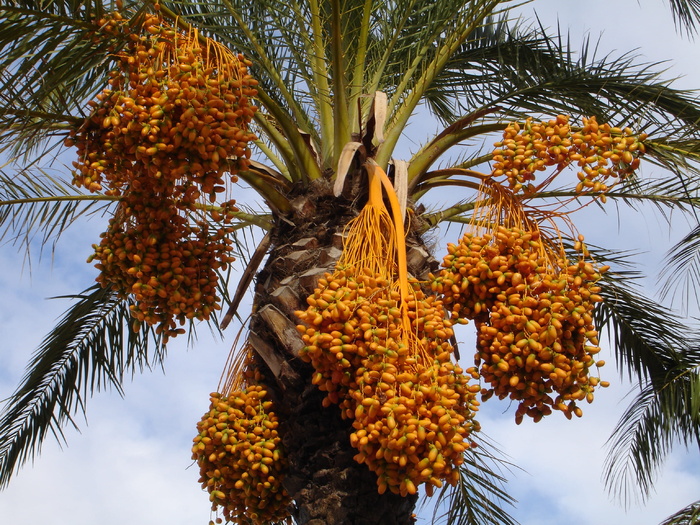 绿叶树, 枣椰树, 枣, 棕榈, 凤凰 Dactylifera, 水果, 种子, 厂