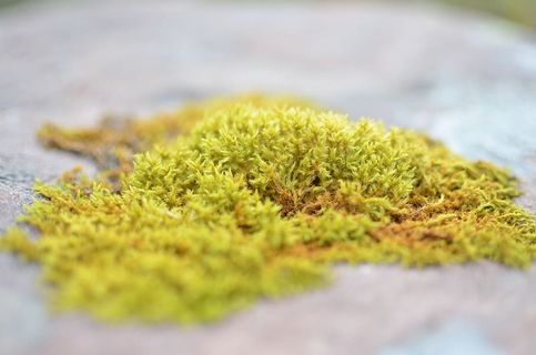 苏格兰、苔藓、水、地面、沼地、选择性聚焦、绿色、特写