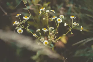 鲜花, 自然, 绿色, 穆迪, 音调, 散景, 尼康, 壁纸