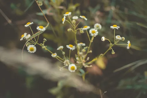 鲜花, 自然, 绿色, 穆迪, 音调, 散景, 尼康, 壁纸 鲜花, 自然, 绿色, 穆迪, 音调, 散景, 尼康, 壁纸