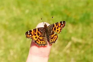 自然，在法庭上，昆虫，蝴蝶日，动物，无脊椎动物，蝴蝶，美人鱼