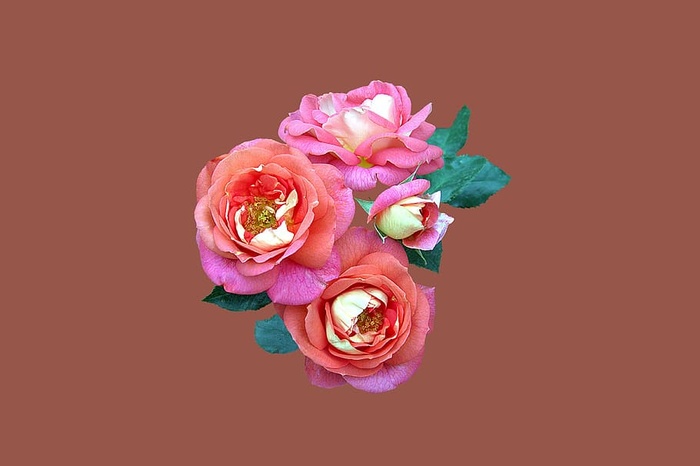 红色花瓣花朵，坏基辛格，玫瑰园，玫瑰，玫瑰花，关闭，多花夏季太阳，粉红色