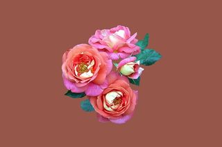 红色花瓣花朵，坏基辛格，玫瑰园，玫瑰，玫瑰花，关闭，多花夏季太阳，粉红色