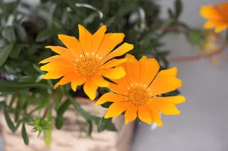 微距摄影，黄色，花朵，花朵，橙色，橙色花朵，植物，花朵