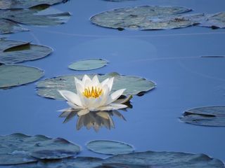 白色，莲花，绿色，睡莲垫，水花，莉莉垫，水，睡莲