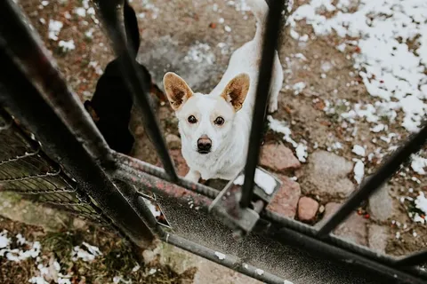 金属栅栏里的狗 金属栅栏里的狗