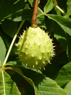 坚果，串肉，多刺，核桃，带刺球，生长，植物，叶