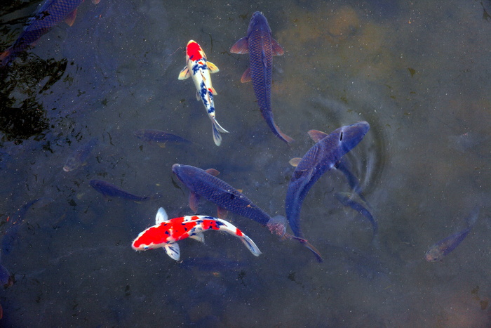 锦鲤鱼，游泳，身体，水，鱼，自然，池塘，鲤鱼
