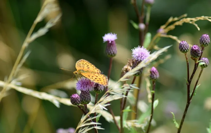 蝴蝶，草地，昆虫，自然，花，蝴蝶，花，植物