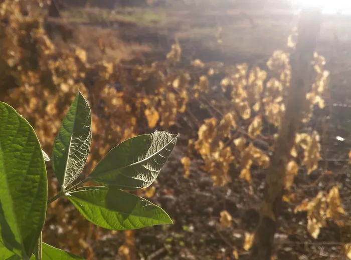 哇，太阳，绿色，植物，早晨，光，阳光，树叶