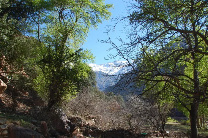 摩洛哥，风景，非洲，自然，山脉，marroc加入juncadella at，树，植物