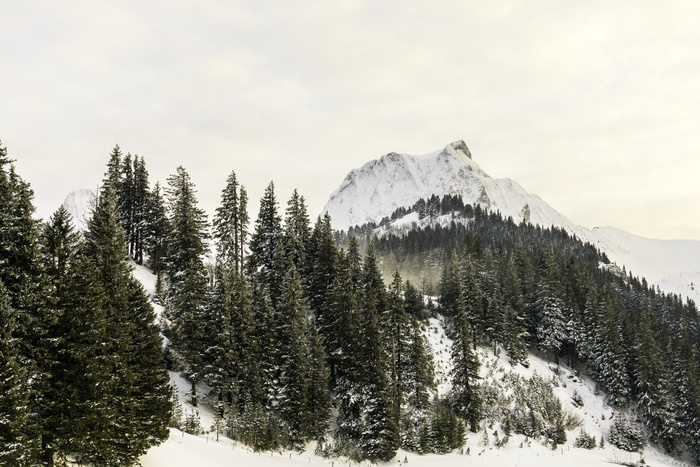 风景照片，阿尔卑斯山，四面环抱，松树，高山，寒冷，雪，冬天