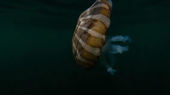 水母的水下摄影