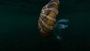 水母的水下摄影