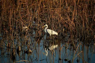 鹳，鸟，动物，自然，新，户外，鸟，由鸟类提供