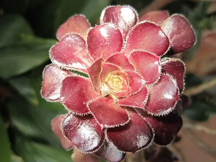 肉质，褐红色，深红色，自然斐波那契，植物，耐旱，生长，特写