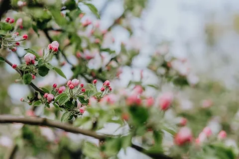 春天盛开的苹果树 春天盛开的苹果树