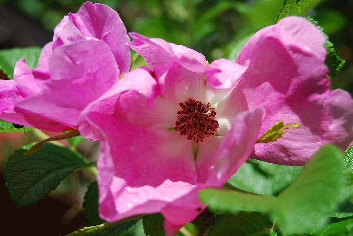 野生玫瑰，花朵，粉色，开花植物，粉色，花瓣，新鲜度，植物