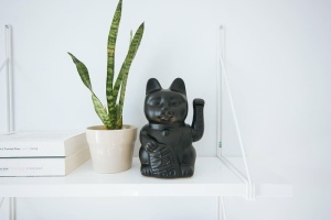 黑色、灰色、manekineko、旁边、绿色、蝰蛇植物、桌子、白色