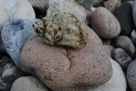 蛤蜊，海滩，必须，固体，岩石，特写，没有人，岩石物体