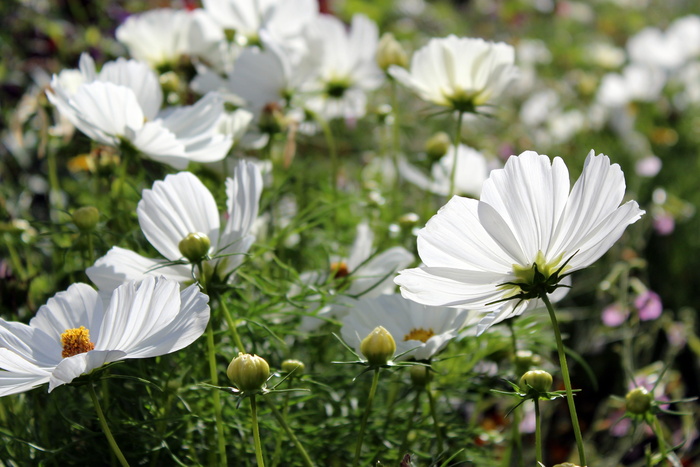 cosmos bipinnatus，cosmea，花卉，复合材料，kosmee，cosmos，观赏植物，花朵