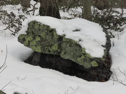 绿色、苔藓、雪、阴影、巨石、冬季、低温、白色 绿色、苔藓、雪、阴影、巨石、冬季、低温、白色