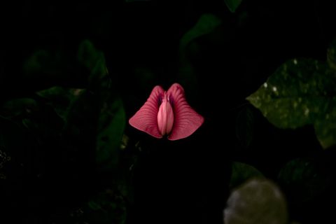 抽象, 艺术, 盛开, 开花, 模糊, 颜色, 黑暗, 植物群