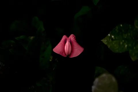 抽象, 艺术, 盛开, 开花, 模糊, 颜色, 黑暗, 植物群