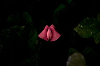 抽象, 艺术, 盛开, 开花, 模糊, 颜色, 黑暗, 植物群