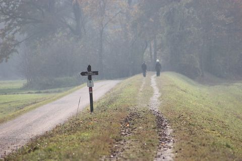 摩尔、摩尔兰、莱恩、基姆高、果酱屋顶、海外、蒂罗尔阿奇、树