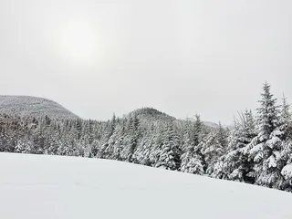 冷杉树，森林，风景，山，自然，松树，天空，雪
