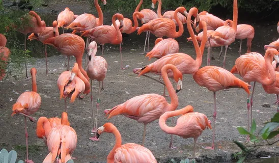 火烈鸟，粉红色火烈鸟，粉红色，鸟，鸟群，长腿，弯嘴，野生动物