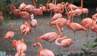 火烈鸟，粉红色火烈鸟，粉红色，鸟，鸟群，长腿，弯嘴，野生动物