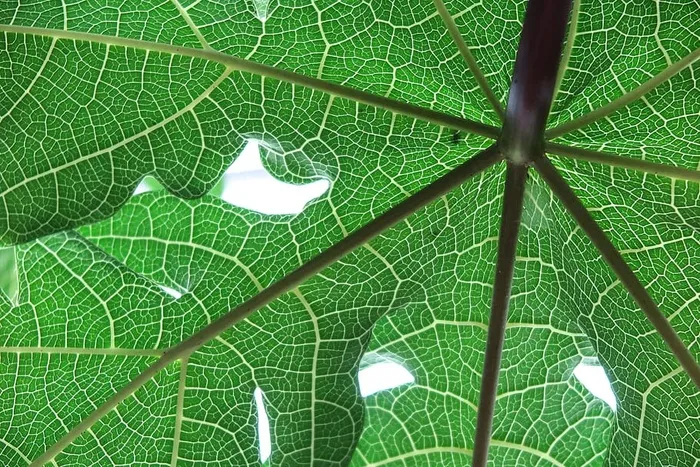 番木瓜叶的结构