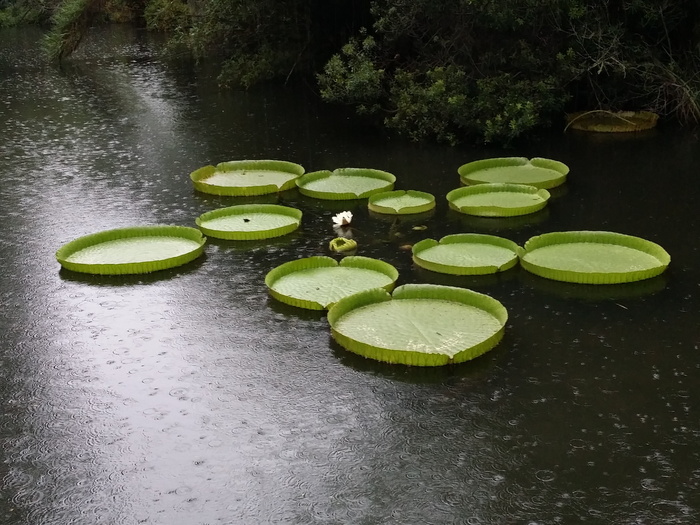 百合、垫子、巨人、水生、雨、池塘、水、绿色