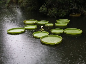 百合、垫子、巨人、水生、雨、池塘、水、绿色