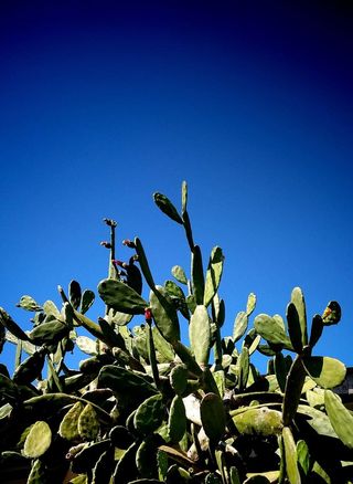 印度无花果植物