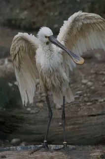 动物、鸟类、东部、勒夫勒、欧洲、动物、脊椎动物、动物主题