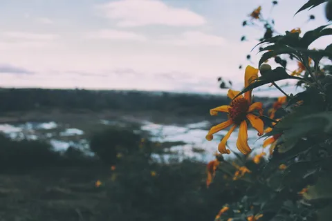 倾斜移动摄影，黄色，花朵，选择性，聚焦，摄影，矢车菊，白天