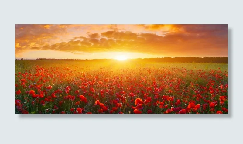 花，夕阳，云，黄昏，在夏天，天空，如画，自然