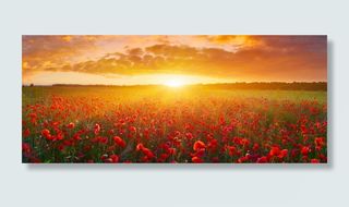 花，夕阳，云，黄昏，在夏天，天空，如画，自然