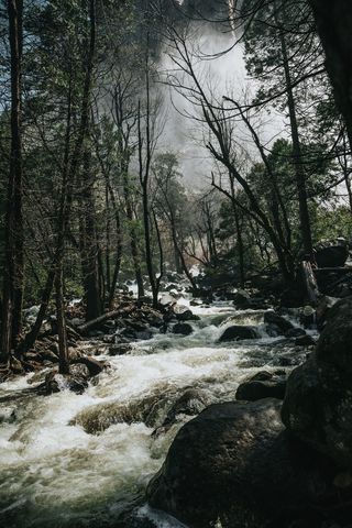 树中间石头上的水波