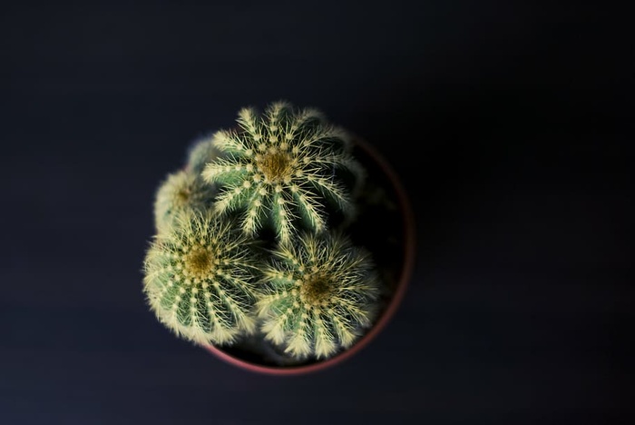 仙人掌，植物，多刺，自然，特写，工作室拍摄，无人，室内