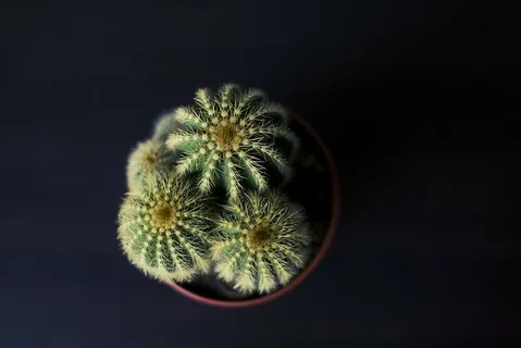 仙人掌,植物,多刺,自然,特写,工作室拍摄,无人,室内 仙人掌,植物,多刺,自然,特写,工作室拍摄,无人,室内