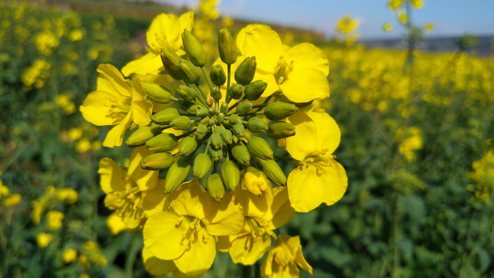 花椰菜、草地、风景、花、黄色、开花植物、植物、新鲜度